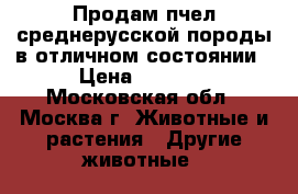 Продам пчел среднерусской породы в отличном состоянии › Цена ­ 3 000 - Московская обл., Москва г. Животные и растения » Другие животные   